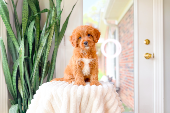 Cute Cavapoo Poodle Mix Pup