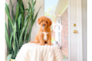 Cavapoo Puppy for Adoption