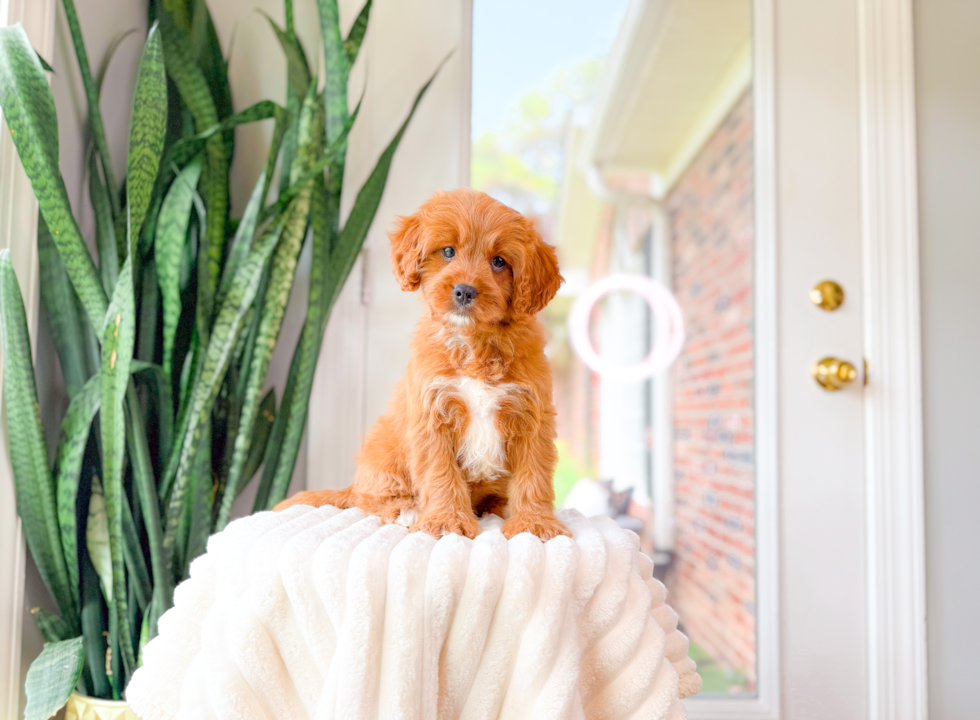 Cavapoo Puppy for Adoption