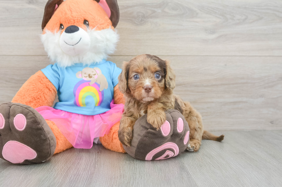 5 week old Cavapoo Puppy For Sale - Simply Southern Pups