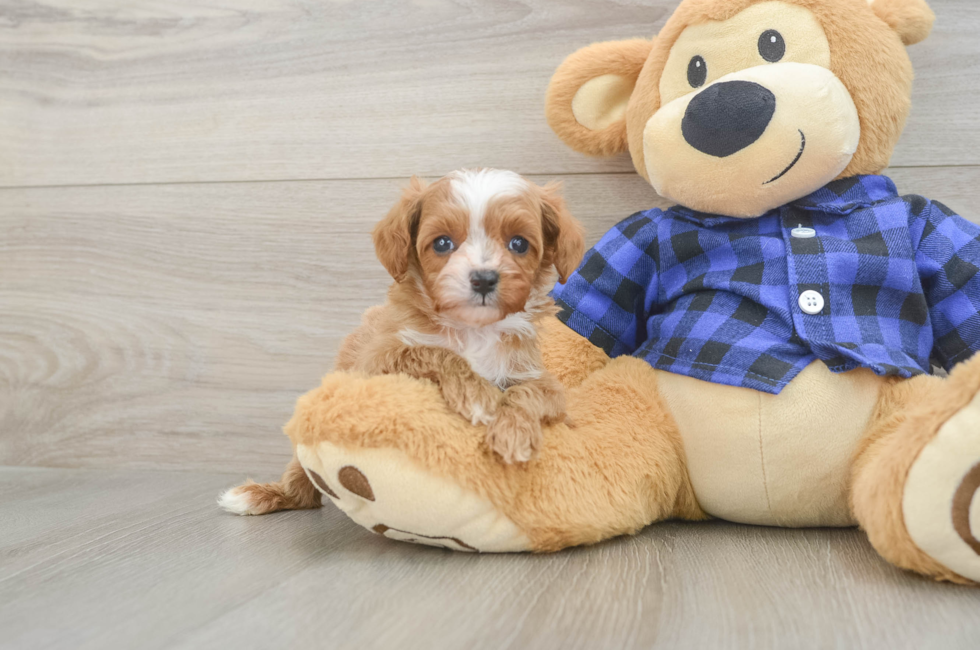 6 week old Cavapoo Puppy For Sale - Simply Southern Pups