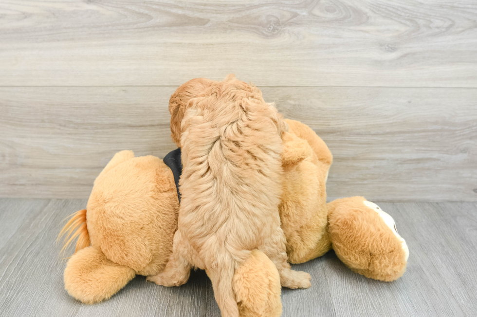 Petite Cavapoo Poodle Mix Pup