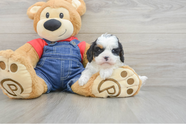 Popular Cavapoo Poodle Mix Pup