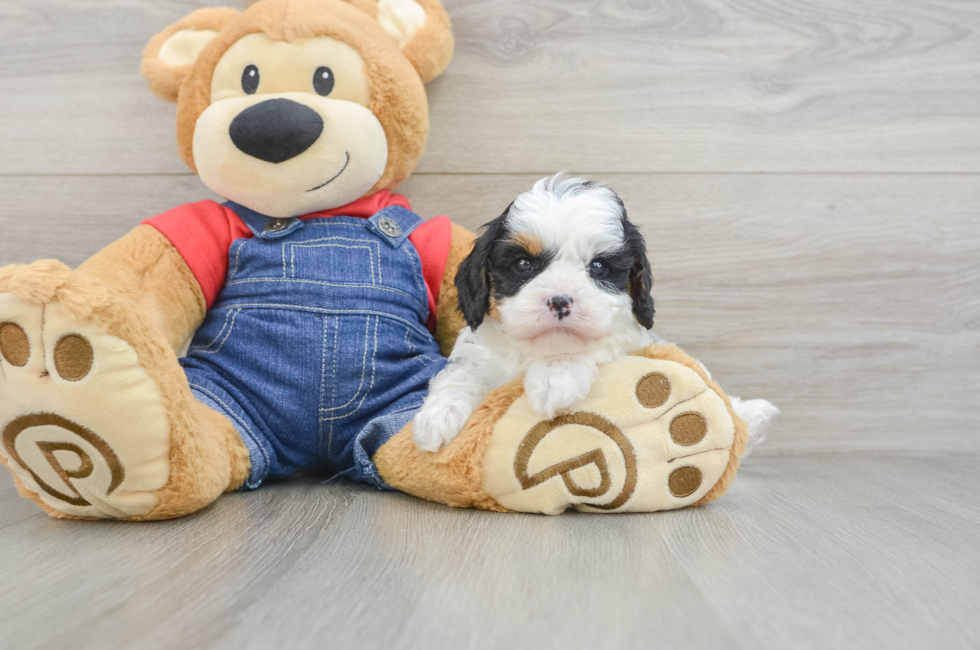 6 week old Cavapoo Puppy For Sale - Simply Southern Pups