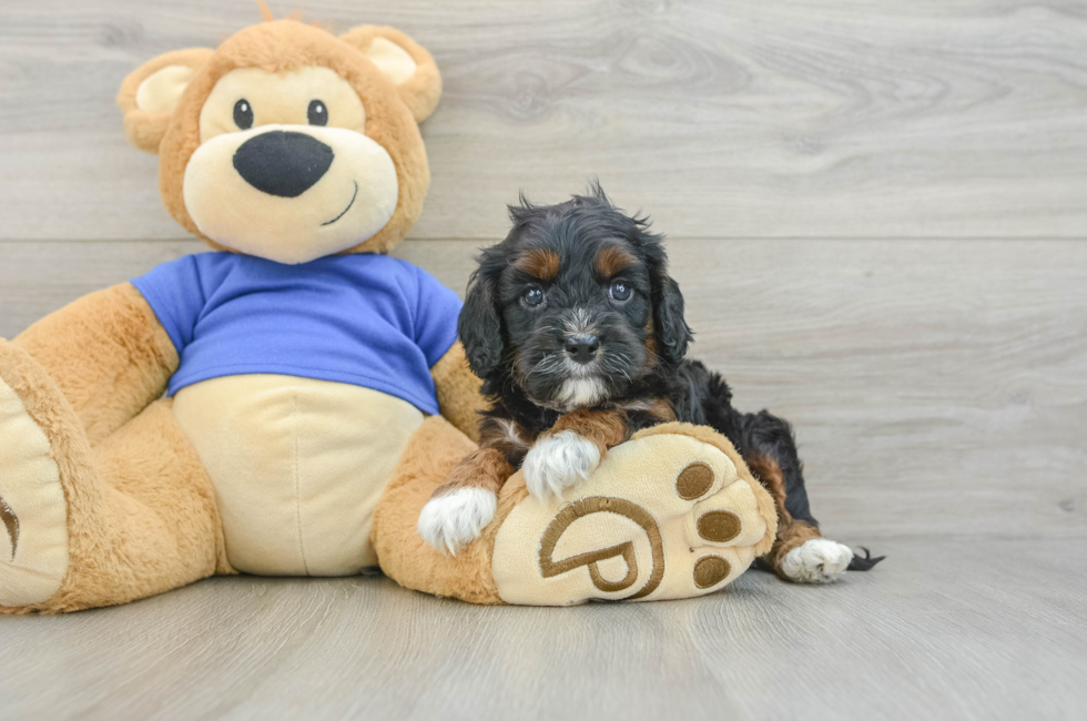 6 week old Cavapoo Puppy For Sale - Simply Southern Pups