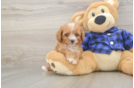 Playful Cavapoodle Poodle Mix Puppy