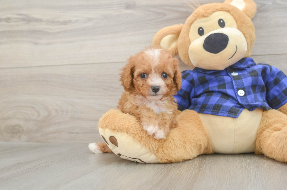6 week old Cavapoo Puppy For Sale - Simply Southern Pups