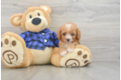 Happy Cavapoo Baby