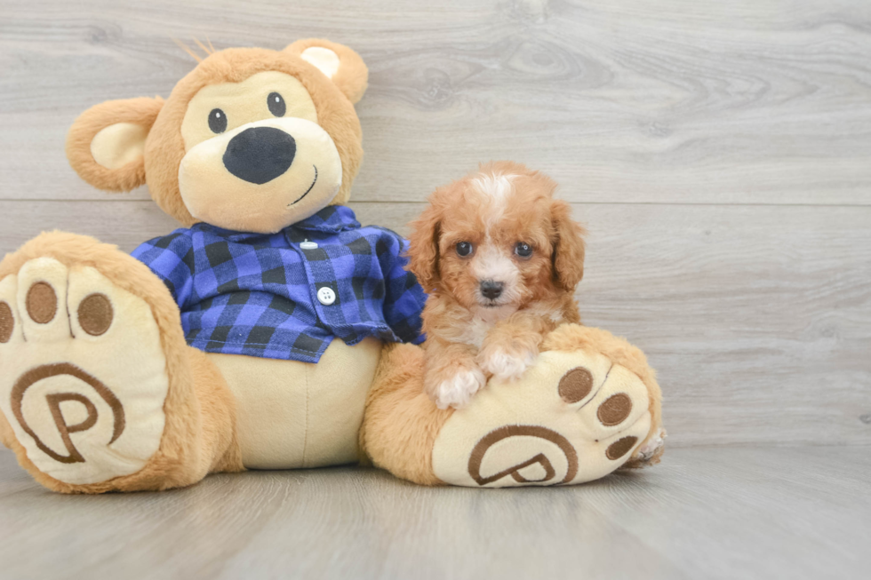 Happy Cavapoo Baby