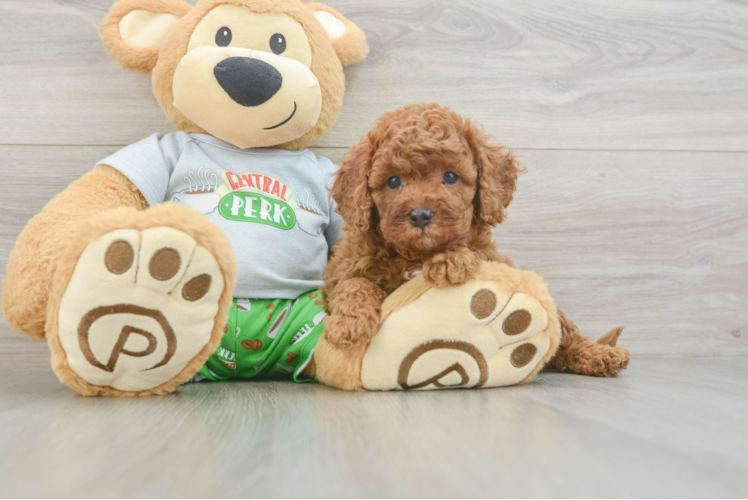 Cavapoo Puppy for Adoption