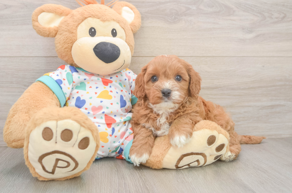 7 week old Cavapoo Puppy For Sale - Simply Southern Pups
