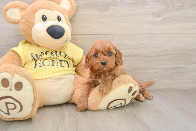 Funny Cavapoo Poodle Mix Pup