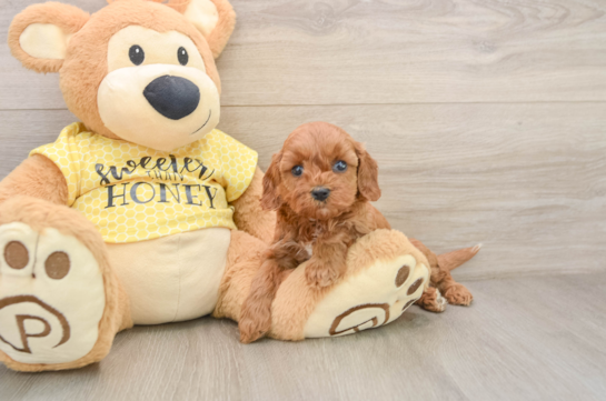 Funny Cavapoo Poodle Mix Pup