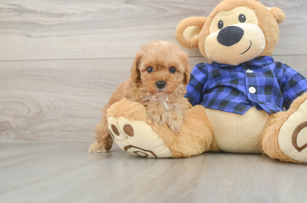 6 week old Cavapoo Puppy For Sale - Simply Southern Pups
