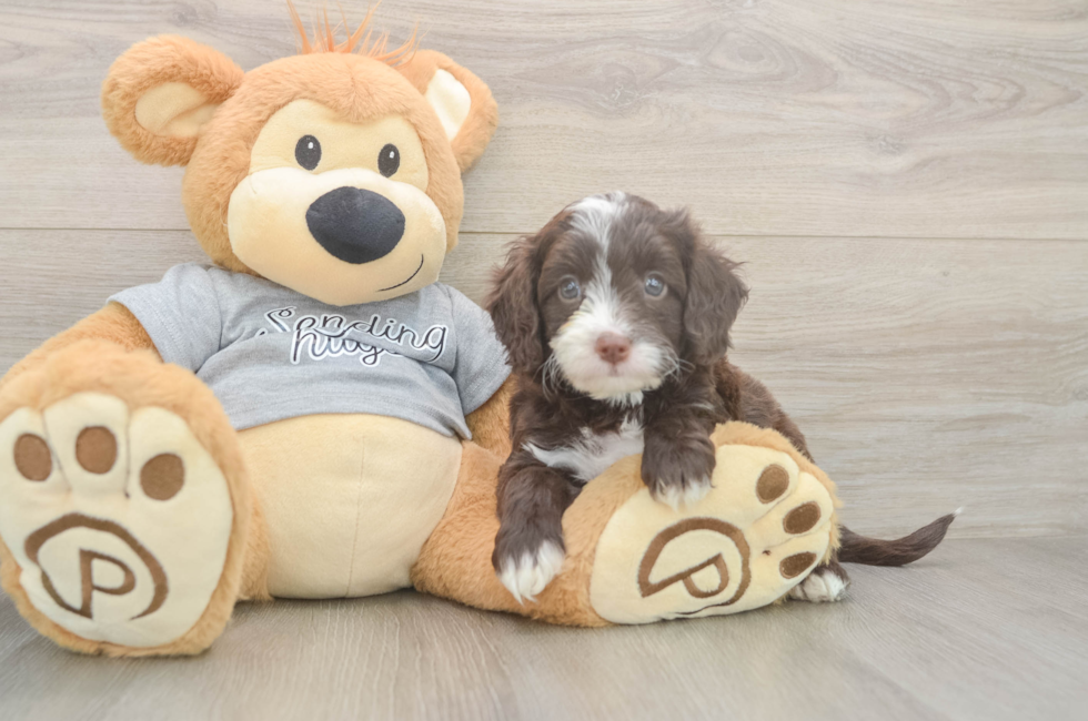 6 week old Cavapoo Puppy For Sale - Simply Southern Pups