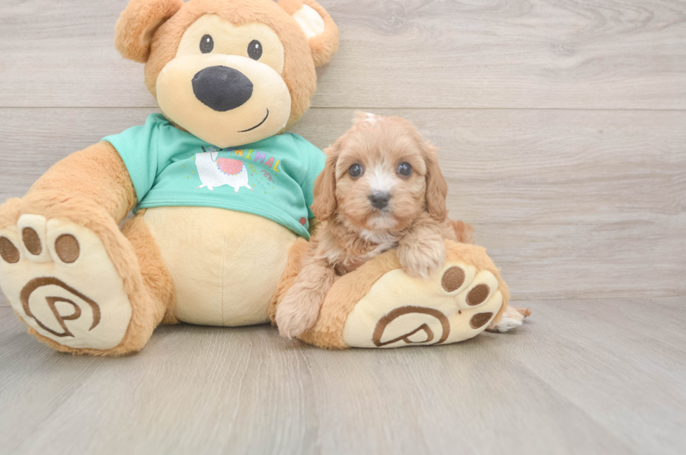 6 week old Cavapoo Puppy For Sale - Simply Southern Pups