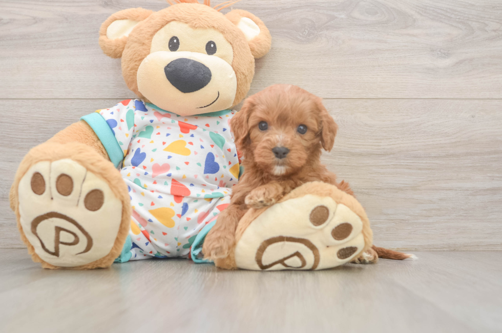 7 week old Cavapoo Puppy For Sale - Simply Southern Pups