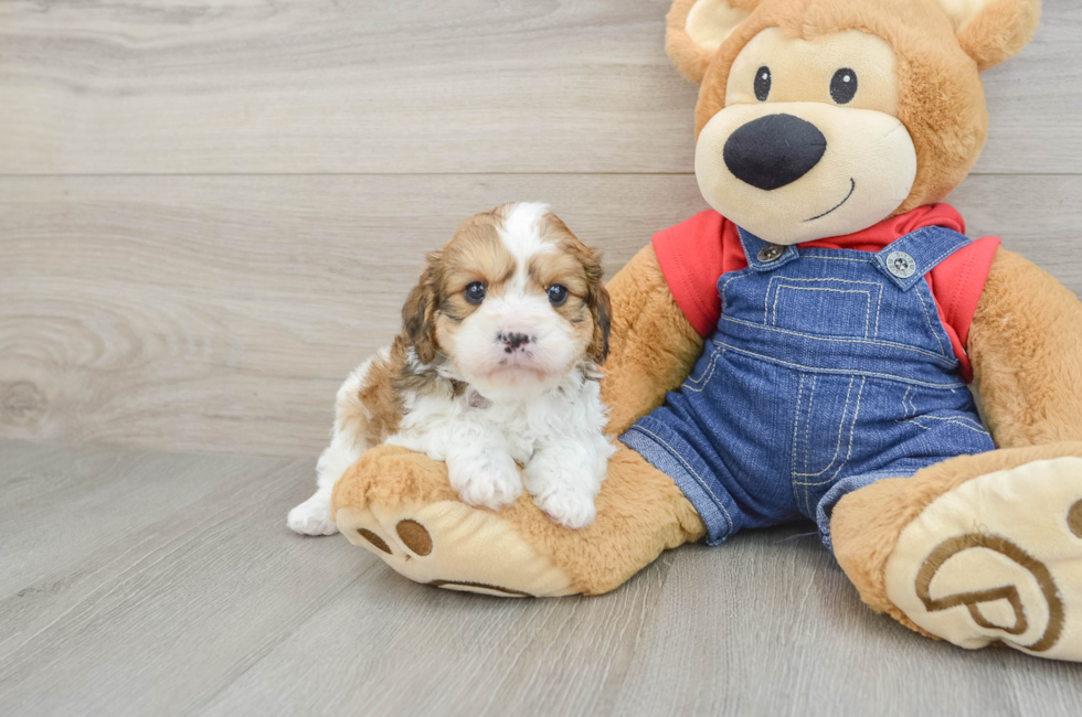 6 week old Cavapoo Puppy For Sale - Simply Southern Pups