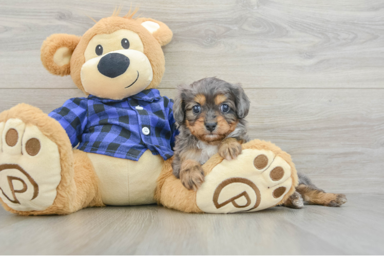 Petite Cavapoo Poodle Mix Pup