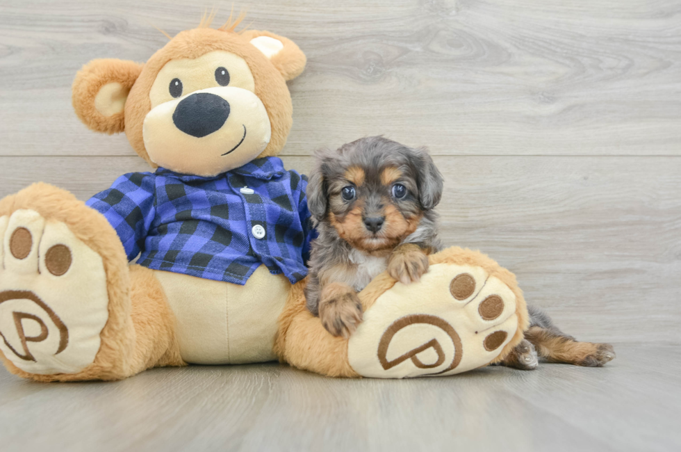 8 week old Cavapoo Puppy For Sale - Simply Southern Pups
