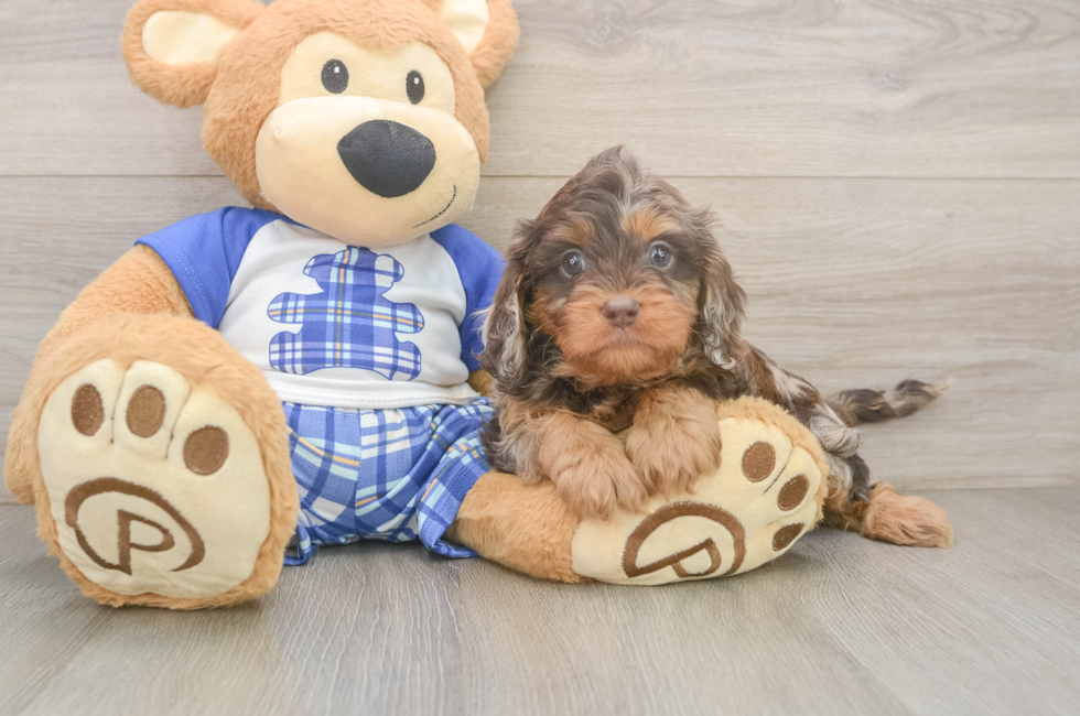 5 week old Cavapoo Puppy For Sale - Simply Southern Pups
