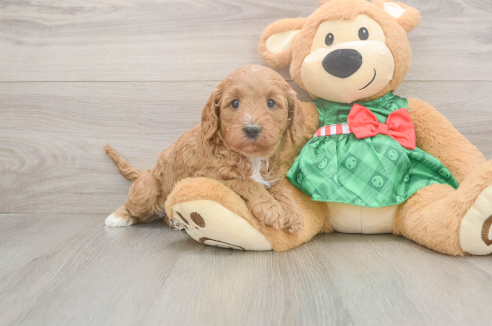 5 week old Cavapoo Puppy For Sale - Simply Southern Pups