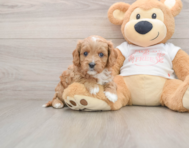 8 week old Cavapoo Puppy For Sale - Simply Southern Pups