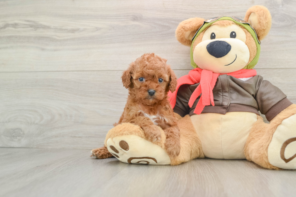 Cavapoo Puppy for Adoption