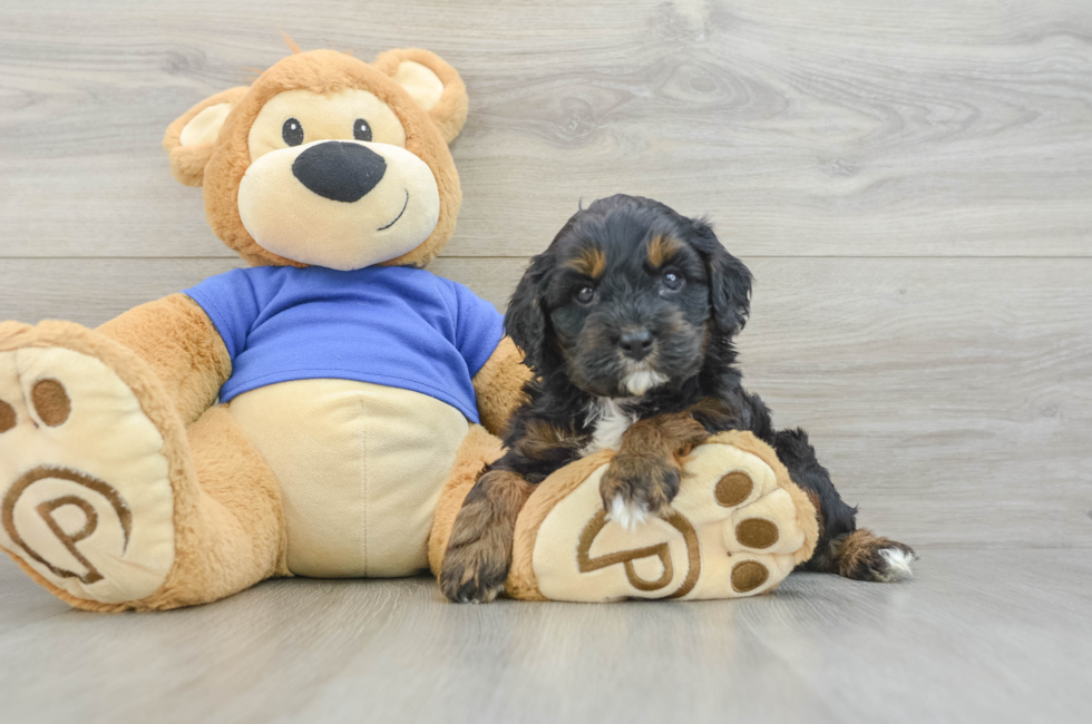 6 week old Cavapoo Puppy For Sale - Simply Southern Pups