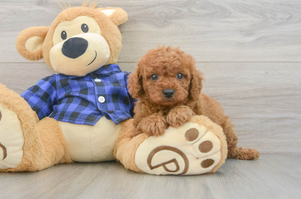 6 week old Cavapoo Puppy For Sale - Simply Southern Pups