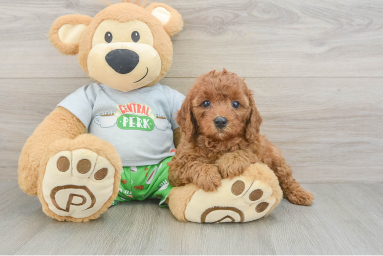 Cavapoo Pup Being Cute