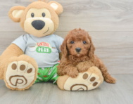 8 week old Cavapoo Puppy For Sale - Simply Southern Pups
