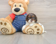 8 week old Cavapoo Puppy For Sale - Simply Southern Pups