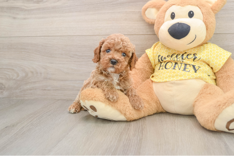 Cavapoo Puppy for Adoption