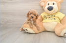 Cavapoo Puppy for Adoption