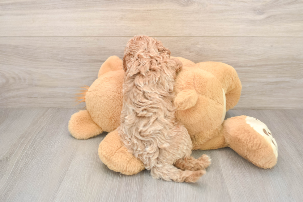 Cavapoo Pup Being Cute