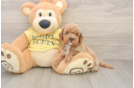 Cavapoo Pup Being Cute