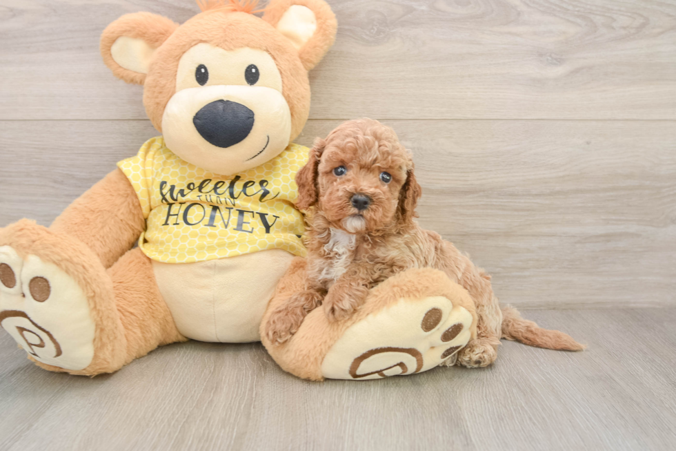 Cavapoo Pup Being Cute