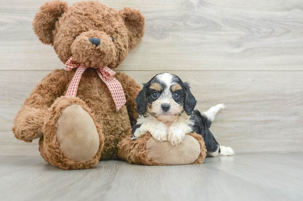 7 week old Cavapoo Puppy For Sale - Simply Southern Pups