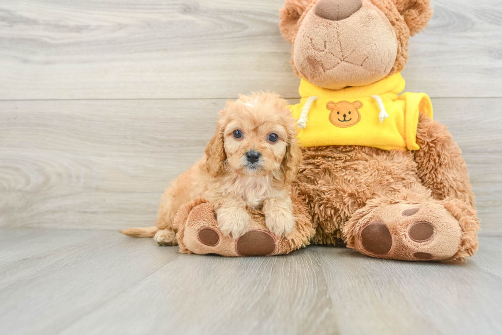 Cavapoo Puppy for Adoption