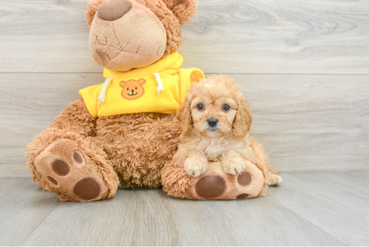 Best Cavapoo Baby