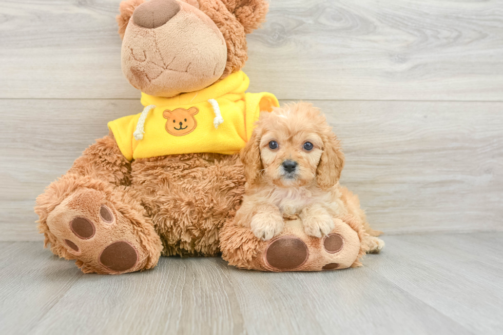 Best Cavapoo Baby