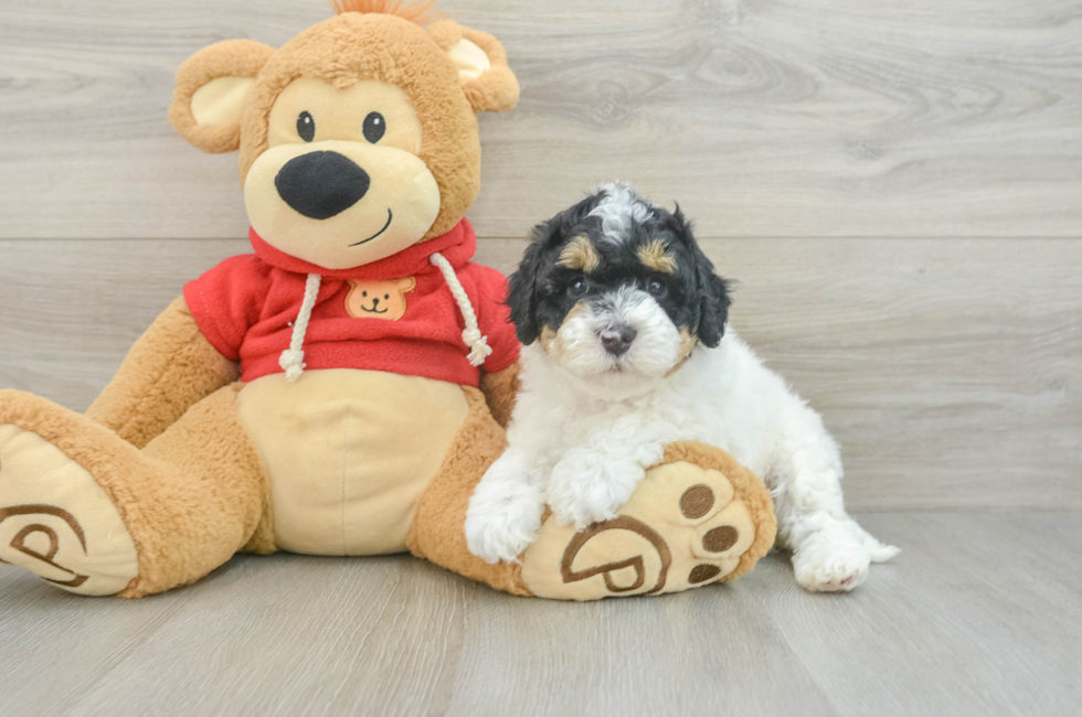 6 week old Cavapoo Puppy For Sale - Simply Southern Pups