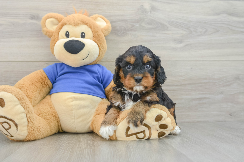 6 week old Cavapoo Puppy For Sale - Simply Southern Pups