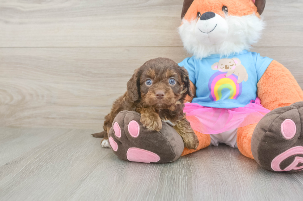 5 week old Cavapoo Puppy For Sale - Simply Southern Pups