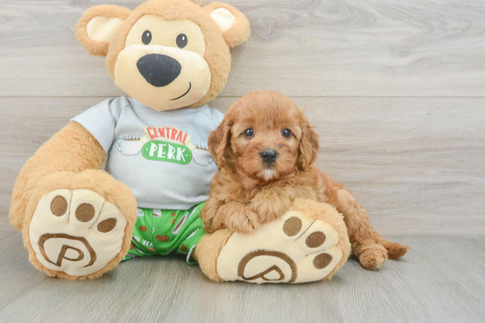 Popular Cavapoo Poodle Mix Pup