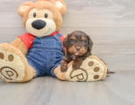 8 week old Cavapoo Puppy For Sale - Simply Southern Pups