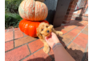 Cavapoo Pup Being Cute