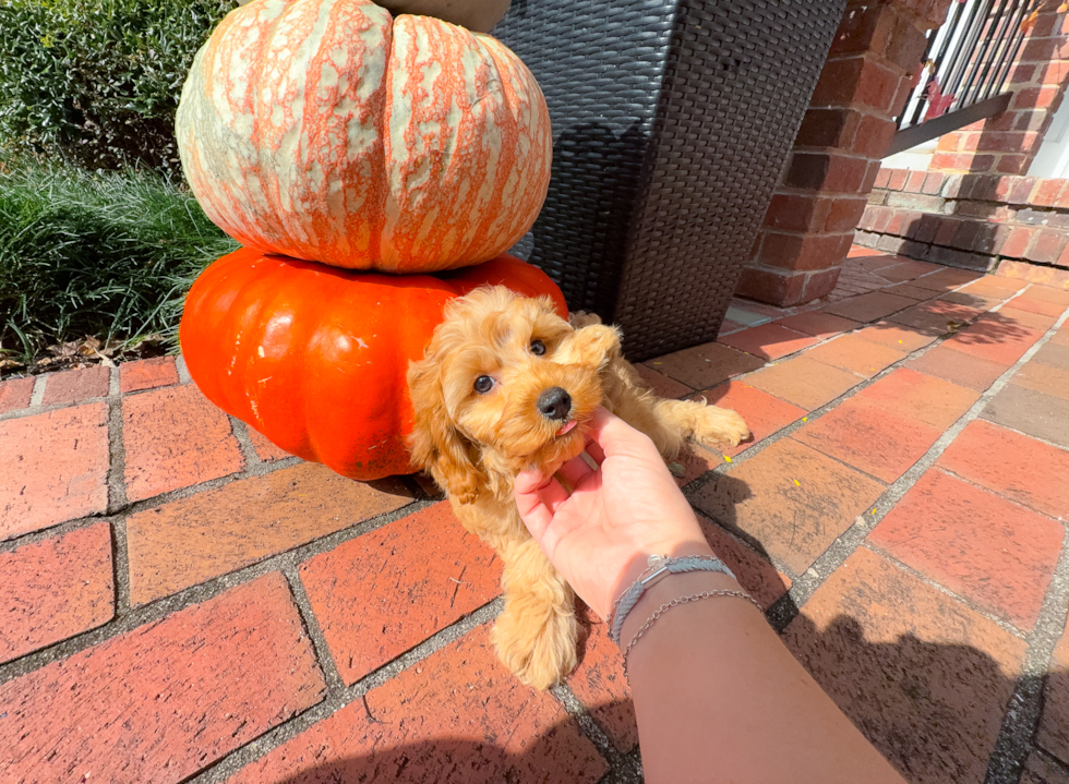 Cavapoo Pup Being Cute