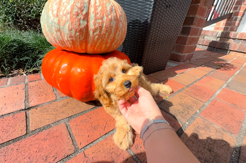 9 week old Cavapoo Puppy For Sale - Simply Southern Pups